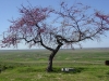 Apollonia