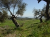 Manza