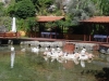 Pogradec