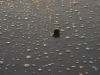Qerret DSC06821.jpg