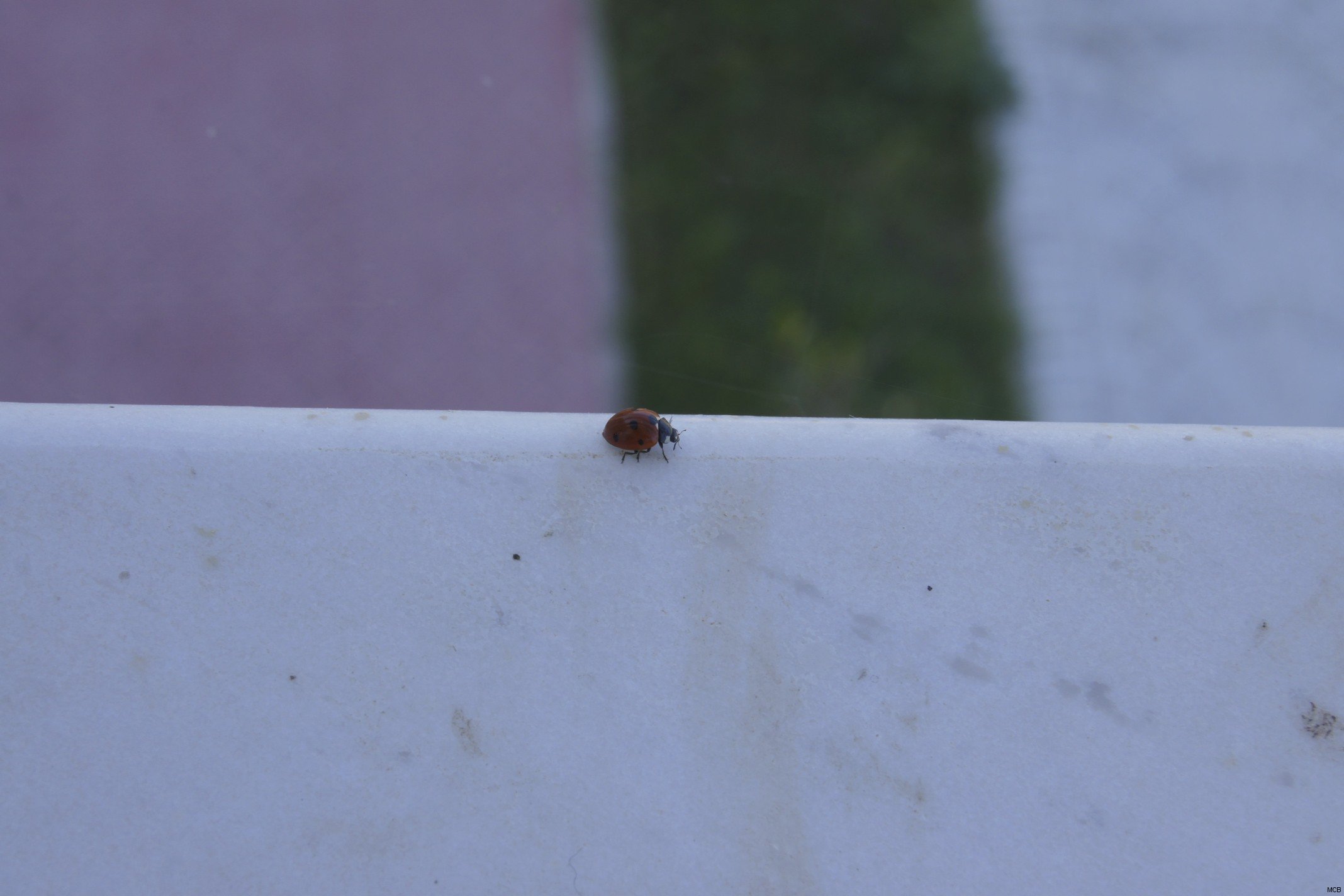 Coccinelle étonnée
