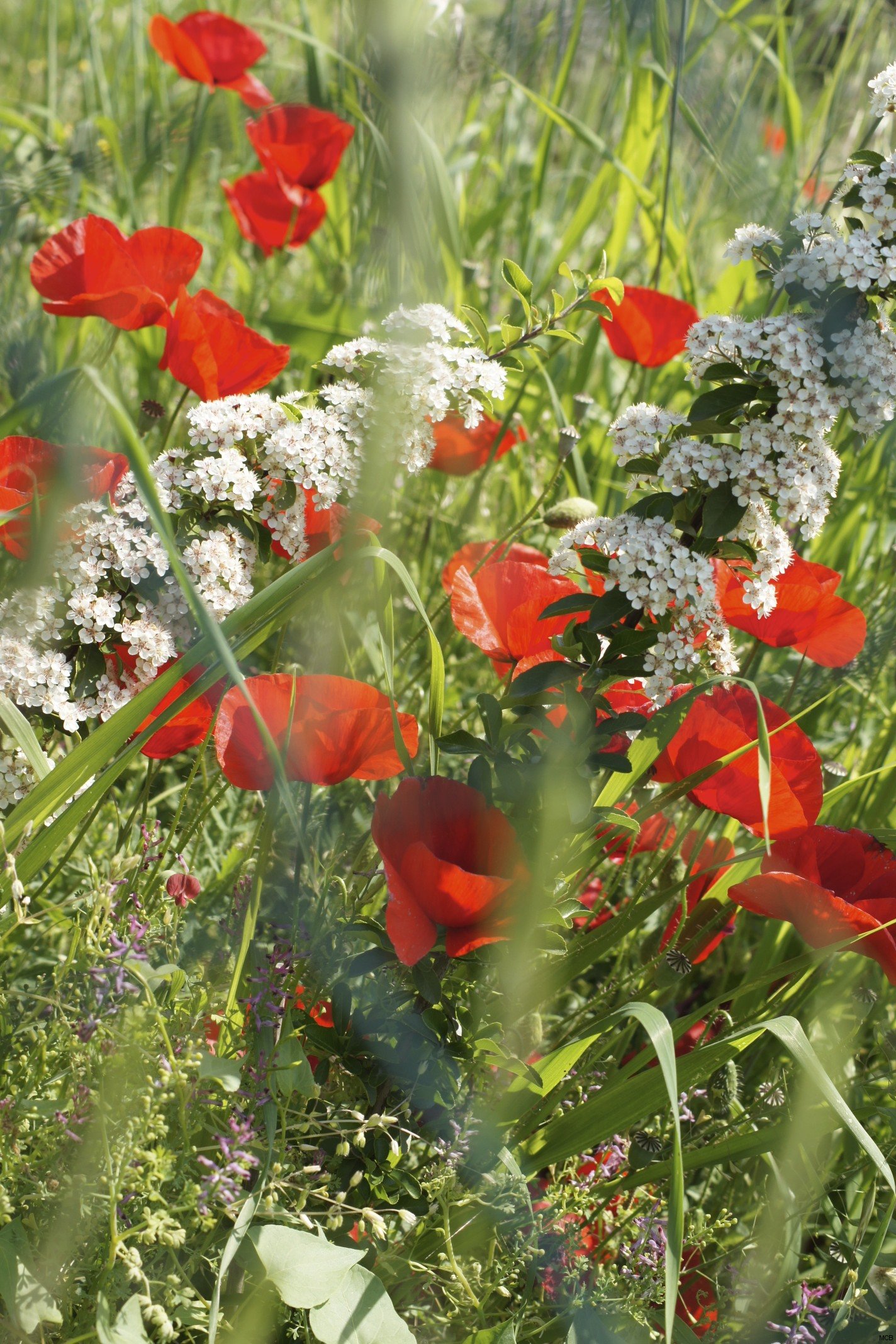 Coquelicot toujours