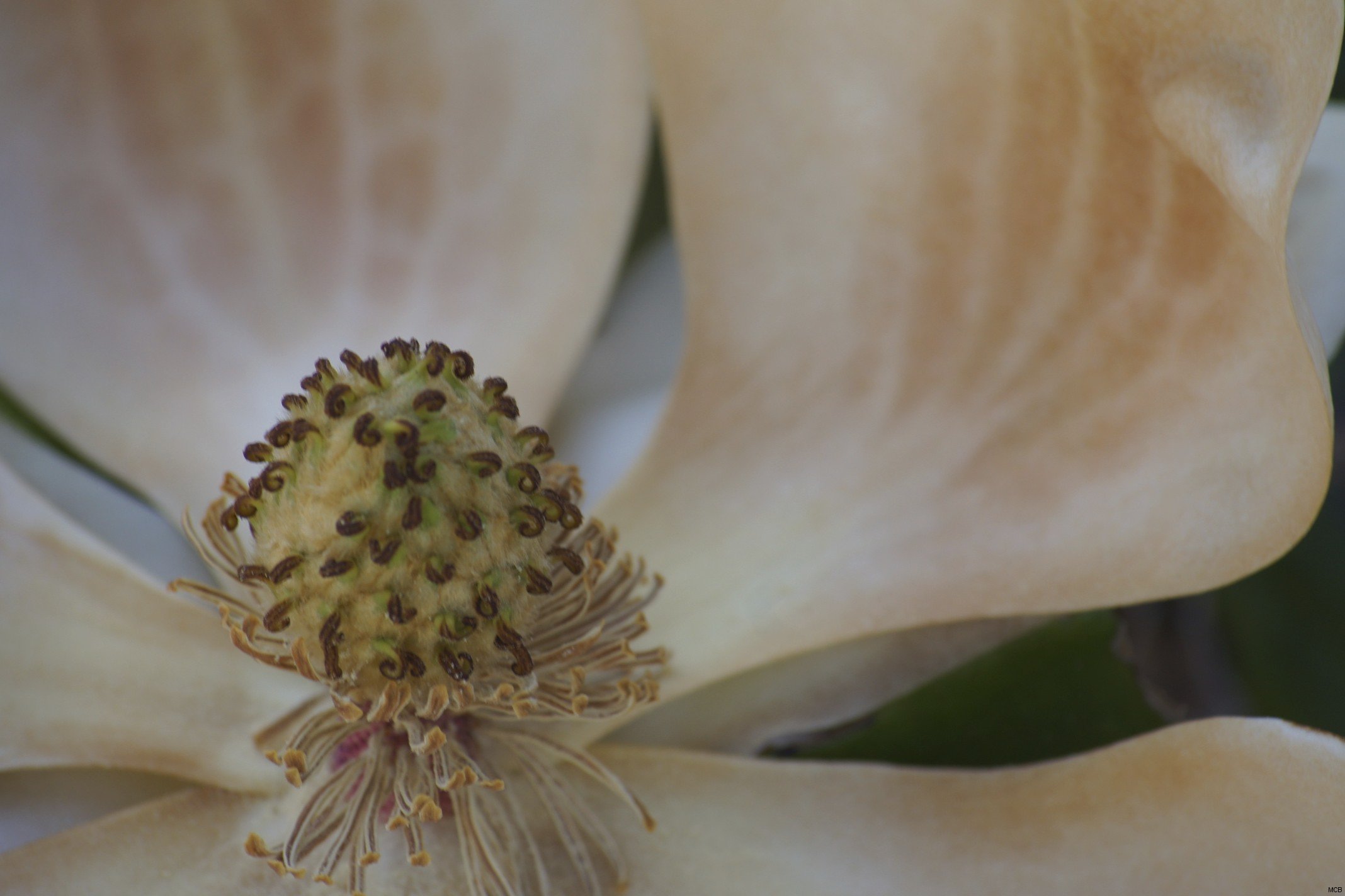 Coeur de fleur