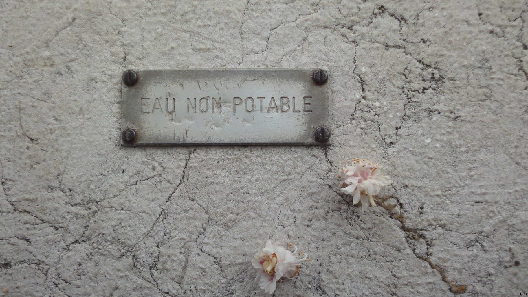Fleurs sur fontaine