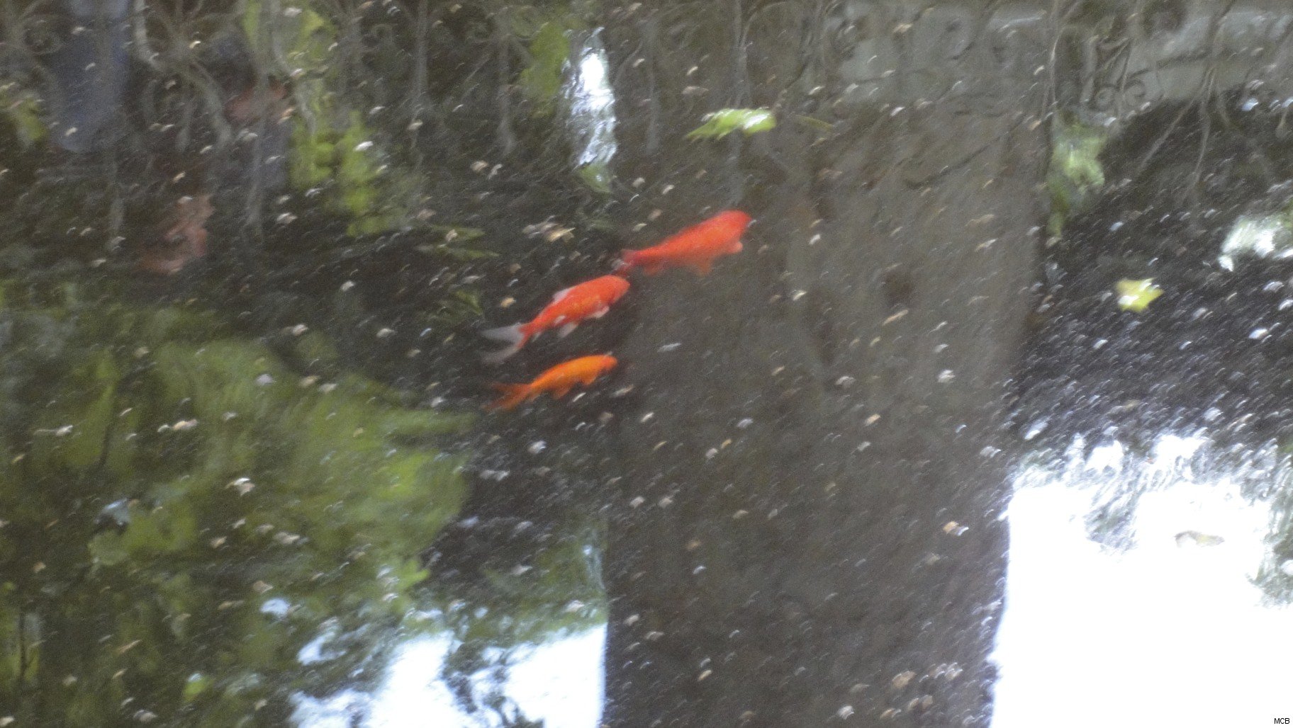 Poissons dans arbre