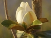 Eclosion du soir
