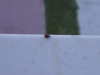 Coccinelle étonnée