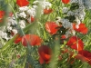 Coquelicot toujours