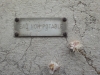 Fleurs sur fontaine
