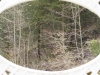 Forêt entre-aperçue 