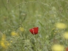 Rouge et jaune sur fond vert
