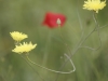 Jaune et rouge