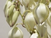 Blancheur au soleil couchant