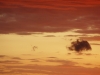 Hippopotame dans le ciel