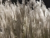 Geneve DSC07637.jpg