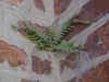 Mur en herbe