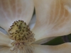 Coeur de fleur