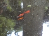 Poissons dans arbre