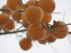 Gramsh DSC07797.jpg