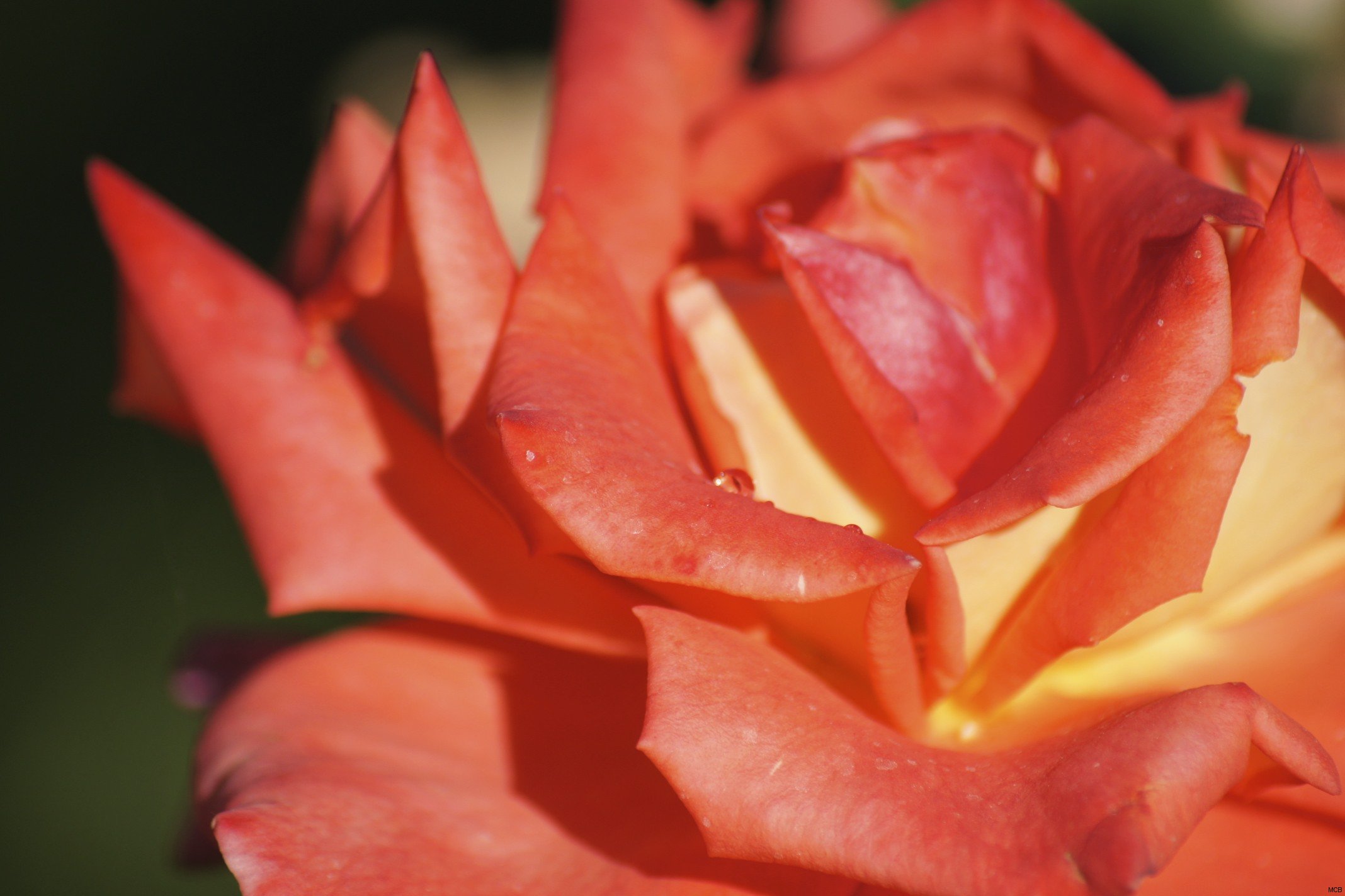 Rosée du Sud