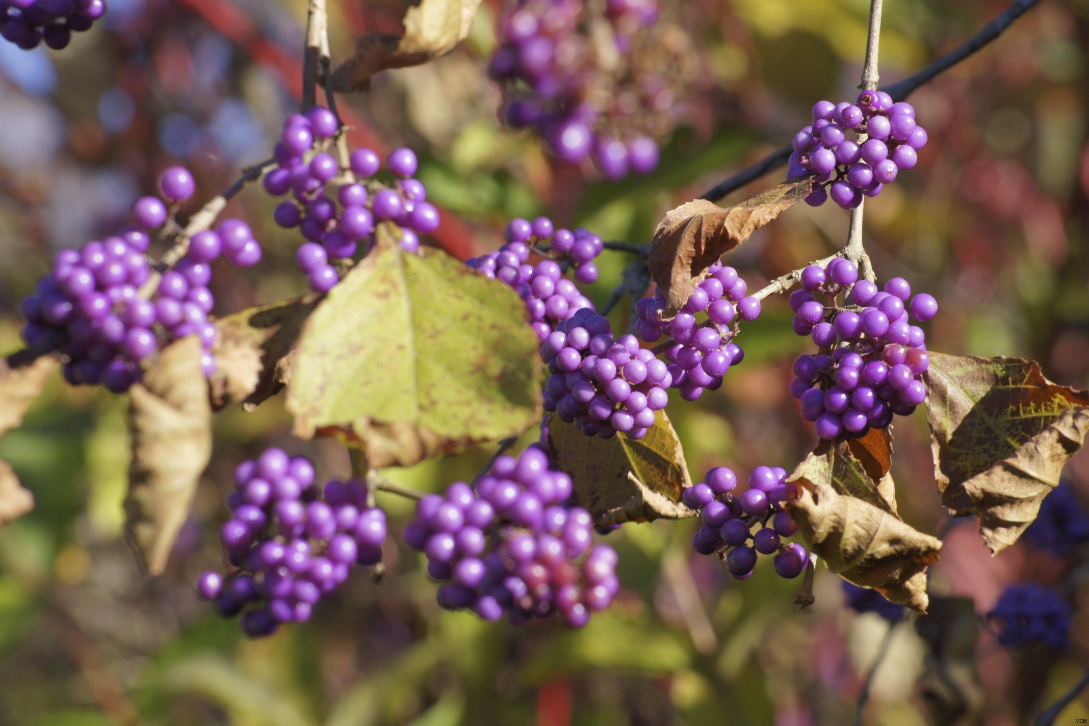 Fruit d'automne