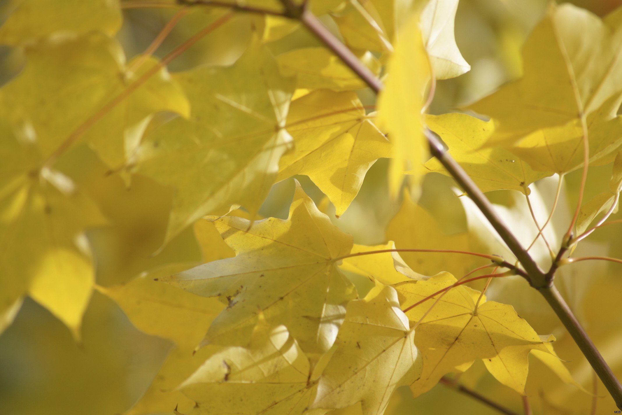 Jaune d'automne