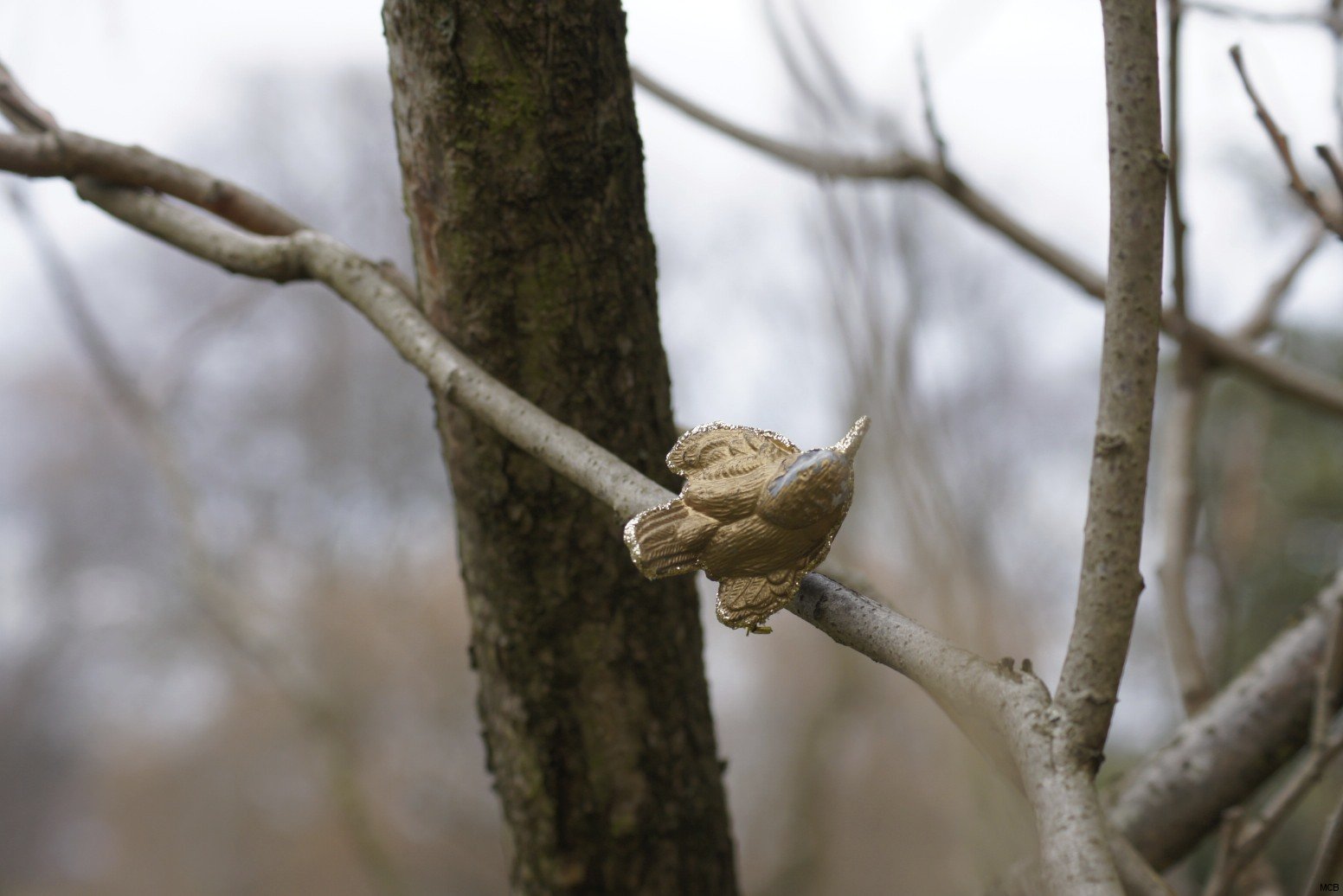 Oiseau doré
