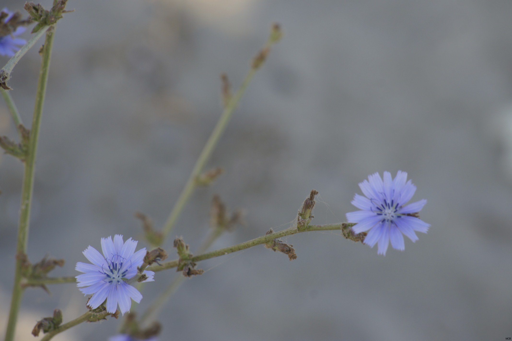 Violettes de sable
