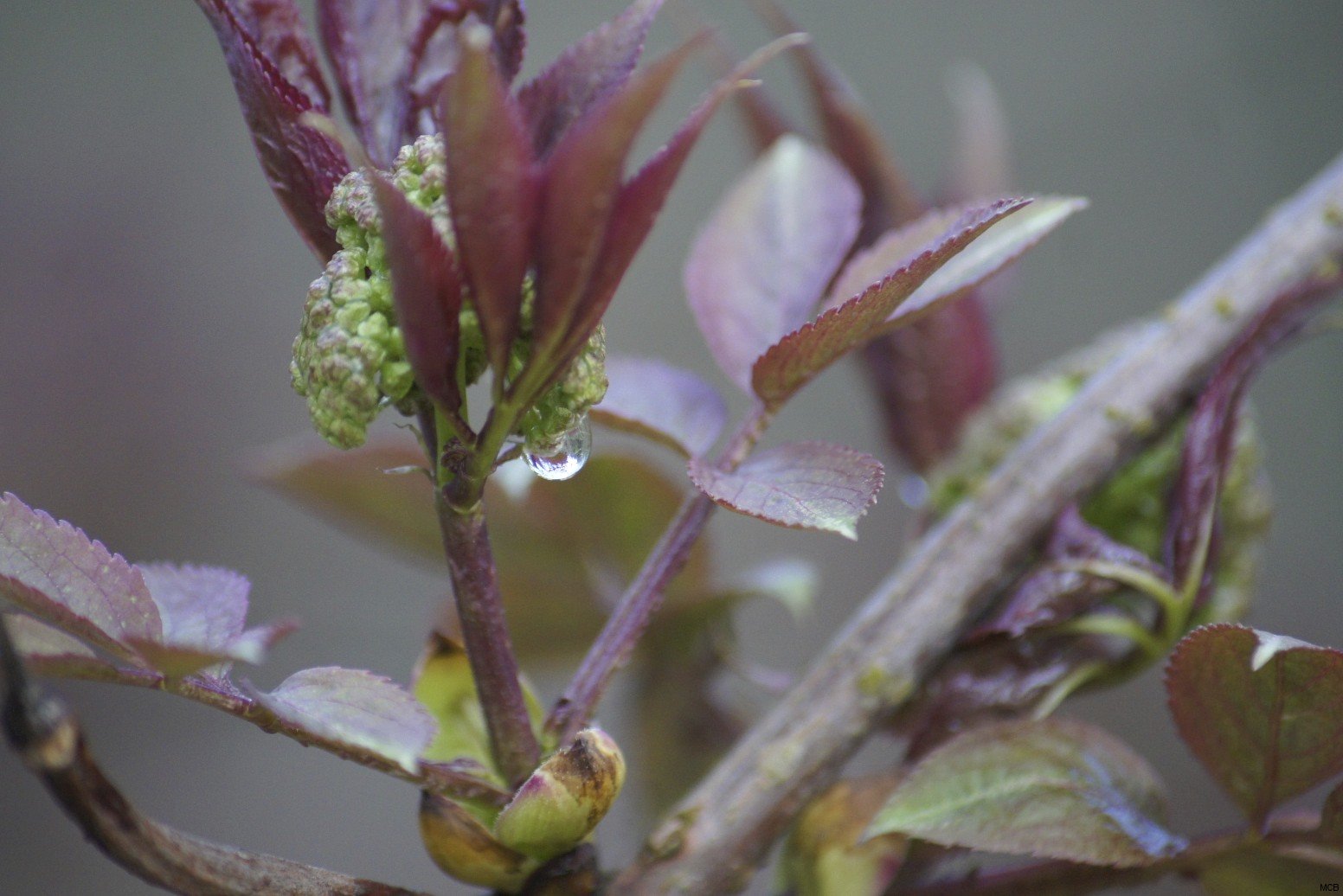 Bourgeons sous la pluie