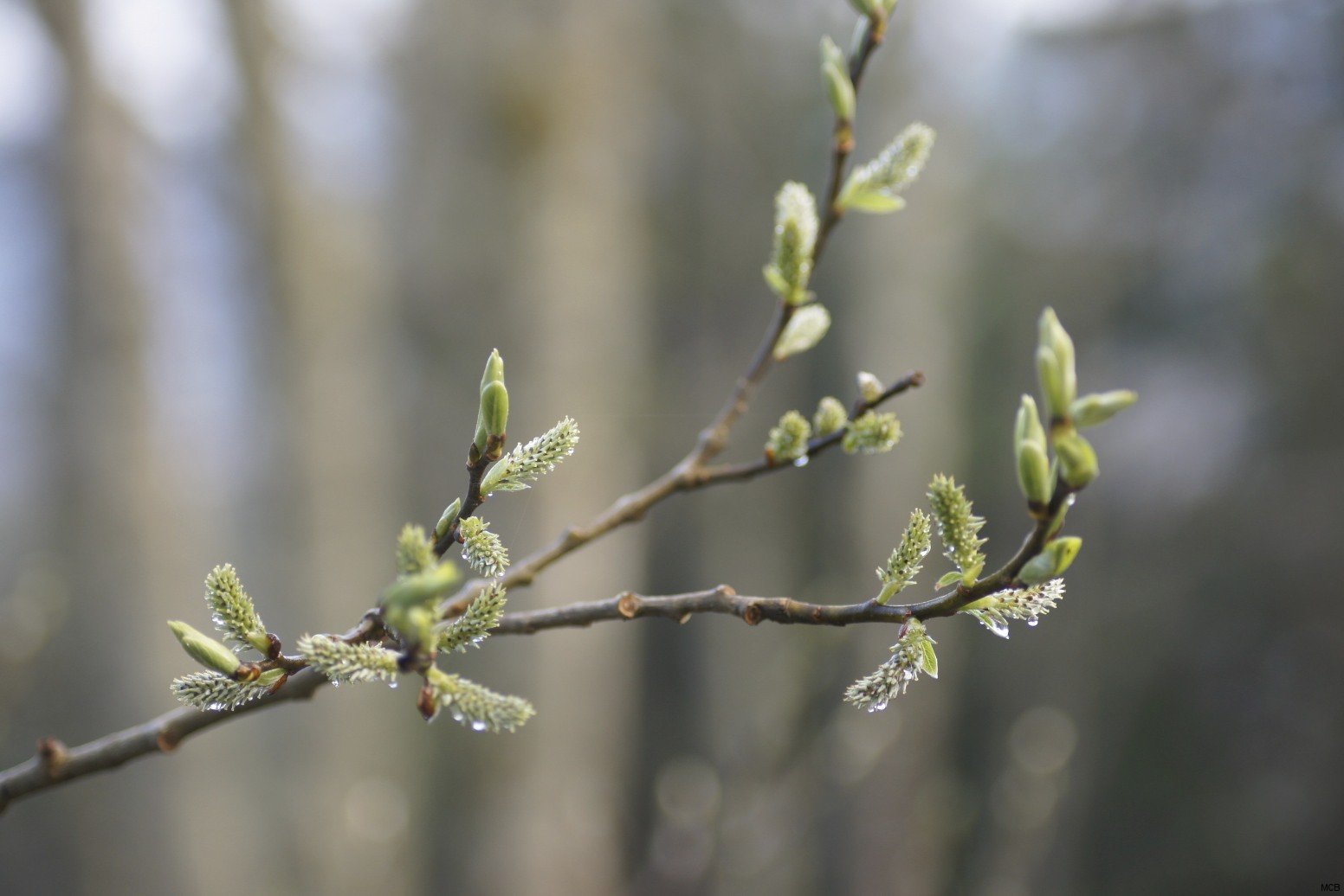 Bourgeons du Jura