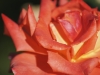 Rosée du Sud