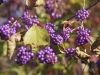 Fruit d'automne