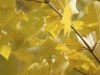 Jaune d'automne