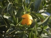 Orange au soleil couchant