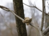 Oiseau doré