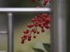 Rouge sur métal