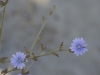 Violettes de sable