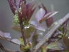 Bourgeons sous la pluie