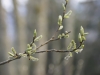 Bourgeons du Jura