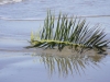 Perdue dans les eaux d\'hiver