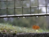 Goutte d\'eau