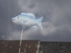 Poisson dans vitrine