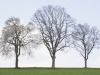 Arbres de printemps
