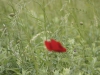 Tache rouge