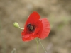 Coquelicot dans le vent