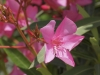 Ombres sur pistil
