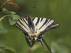 Papillon dans cimetière