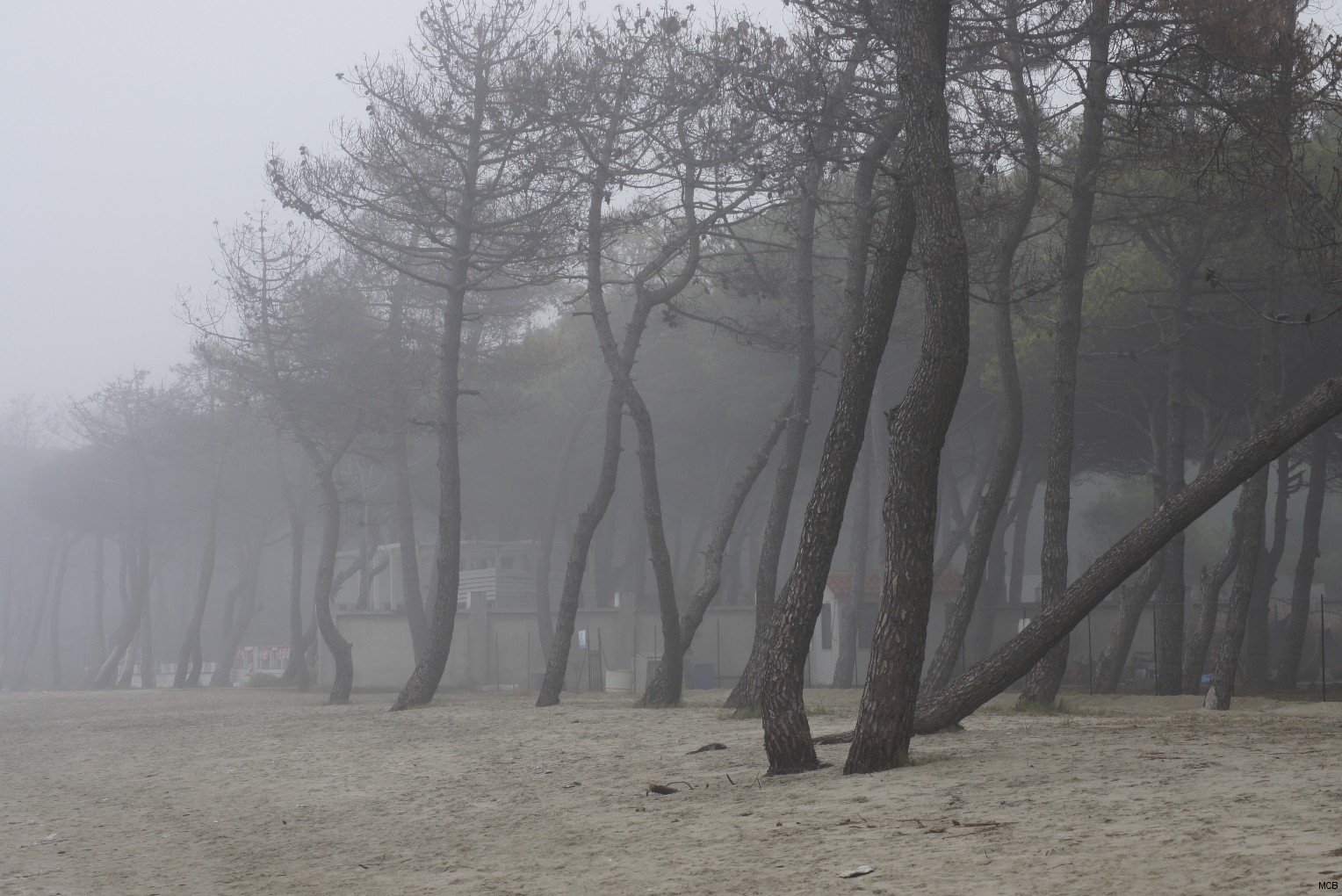 Brouillard dans pins